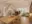 Image 24 p1tgxl